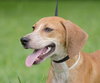 Alix the Little Hound Pup