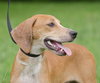 Alix the Little Hound Pup