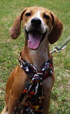 Alix the Little Hound Pup