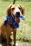 Alix the Little Hound Pup