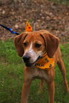 Alix the Little Hound Pup