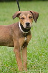 Augustus the Little Hound Puppy