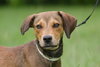 Augustus the Little Hound Puppy