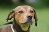 Augustus the Little Hound Puppy