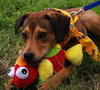 Augustus the Little Hound Puppy