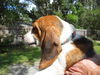 Becker the Beagle Puppy