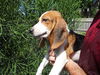 Becker the Beagle Puppy