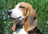 Becker the Beagle Puppy
