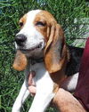 Becker the Beagle Puppy