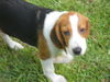 Becker the Beagle Puppy