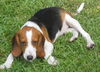 Becker the Beagle Puppy