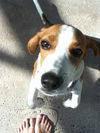 Becker the Beagle Puppy