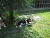 McEnroe the Tennis Pro Puppy