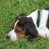 McEnroe the Tennis Pro Puppy