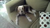 Brewtus the Chinese Crested