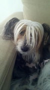 Brewtus the Chinese Crested