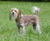 Brewtus the Chinese Crested