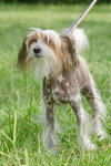Brewtus the Chinese Crested