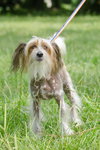 Brewtus the Chinese Crested