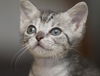 Bugsy the Loving Silver Tabby Kitten