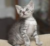 Bugsy the Loving Silver Tabby Kitten