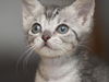 Bugsy the Loving Silver Tabby Kitten