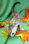 Bugsy the Loving Silver Tabby Kitten