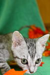 Bugsy the Loving Silver Tabby Kitten