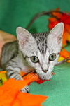 Bugsy the Loving Silver Tabby Kitten