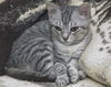 Bugsy the Loving Silver Tabby Kitten