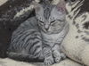 Bugsy the Loving Silver Tabby Kitten