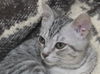 Bugsy the Loving Silver Tabby Kitten