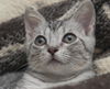 Bugsy the Loving Silver Tabby Kitten