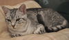 Bugsy the Loving Silver Tabby Kitten