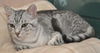 Bugsy the Loving Silver Tabby Kitten