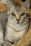 Bugsy the Loving Silver Tabby Kitten