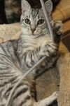 Bugsy the Loving Silver Tabby Kitten