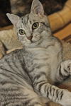 Bugsy the Loving Silver Tabby Kitten