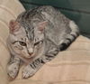 Bugsy the Loving Silver Tabby Kitten