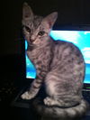 Bugsy the Loving Silver Tabby Kitten