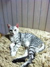 Bugsy the Loving Silver Tabby Kitten