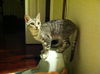 Bugsy the Loving Silver Tabby Kitten