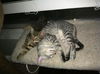 Bugsy the Loving Silver Tabby Kitten