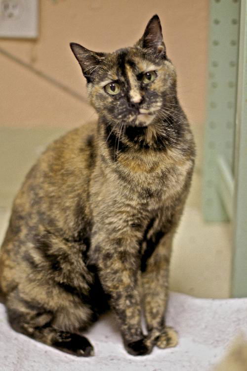 Sasha the Super Sweet  Declawed Tortie