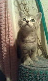 Janet Wood the Hemingway Kitten