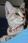Janet Wood the Hemingway Kitten