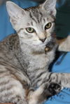 Janet Wood the Hemingway Kitten