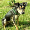 Henry the Clever Fox Terrier