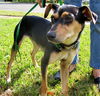 Henry the Clever Fox Terrier