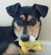 Henry the Clever Fox Terrier